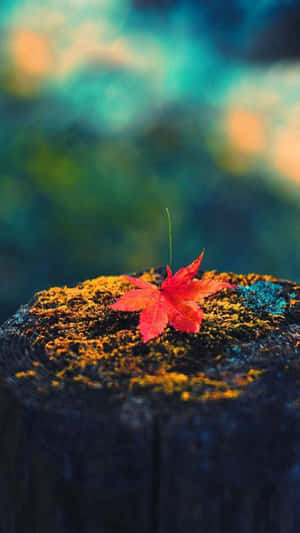 秋日森林中長滿苔蘚的樹樁上的一片紅楓葉 — 自然 壁紙