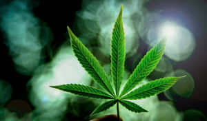 一隻手拿著大麻葉，背景有煙霧和光效。 — 吸大麻 壁紙