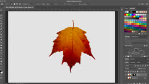 一片詳細的秋季楓葉，帶有紅橙色調，在透明背景上的 Photoshop 中編輯。
