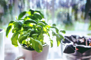 窗邊白色馬克杯中的新鮮羅勒植物，陽光照射。 — 植物美學 壁紙