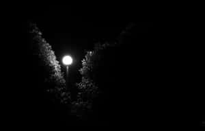 夜晚，一盞發光的街燈被黑暗的樹影包圍。 — 可愛萬聖節桌面 壁紙