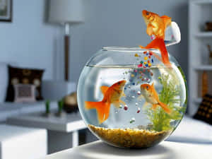 金魚背景 — 金魚 壁紙