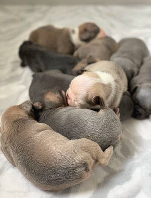 剛出生的小狗在白色毯子上一起睡覺 — 比特犬幼犬 壁紙