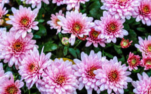 粉紅色菊花，黃色中心，在花園中盛開。 — 粉色花朵 壁紙