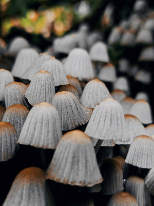 灰色和棕色蘑菇在森林中密集生長的近距離特寫。 — 蘑菇美學 壁紙
