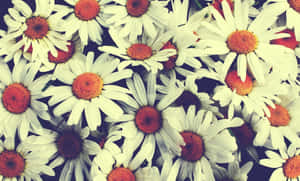 密集花卉佈置中帶有橙色花心的白色雛菊特寫。 — Tumblr 花朵 壁紙