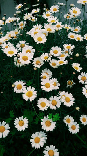 在綠色花壇中生長、帶有黃色花心的白色雛菊。 — 雛菊 壁紙