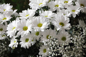 花園中帶有黃色花心的白色雛菊和滿天星花朵。 — 粉色花朵 壁紙