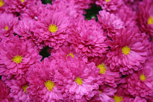 粉紅色菊花特寫，黃色花心，盛開。 — 菊花 壁紙