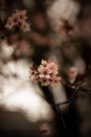 粉紅色櫻花在樹枝上，背景柔和模糊 — 花朵 壁紙