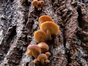 森林中樹皮上生長的橙色蘑菇。 — 自然 壁紙