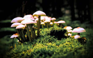 在森林樹冠下茂密的綠色苔蘚中生長的粉色蘑菇 — 16:10 壁紙