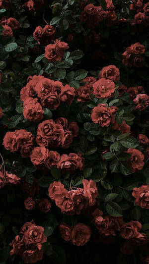 陰暗花園環境中的深紅玫瑰和綠葉。 — 黑玫瑰 壁紙