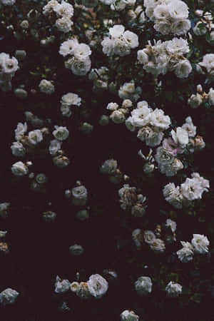 花卉美學圖片 — 花朵美學動態圖 壁紙