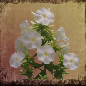 白色花朵，綠色莖，在帶有華麗邊框的紋理復古背景上。 — Canva 壁紙