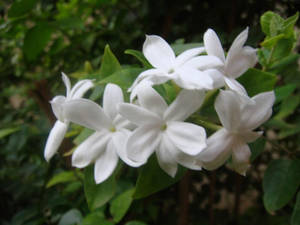 白色茉莉花在花園的綠色藤蔓上盛開。 — 精細 壁紙