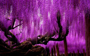 紫色紫藤花在花園的深色樹枝上垂落。 — 1280x800 壁紙