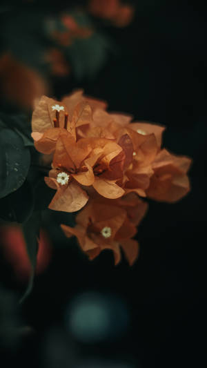 橙色九重葛花朵，白色花心，襯托在深色背景上。 — 薰衣草 壁紙