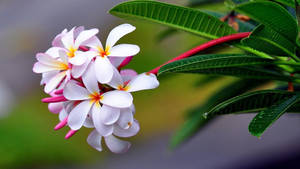 白色雞蛋花，黃色花心，綠葉，柔和模糊背景 — 花朵美學動態圖 壁紙