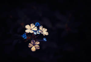 在黑暗中發光的藍白花朵 — 簡約 壁紙