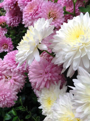 粉紅色和白色菊花，帶有黃色花心，盛開。 — 菊花 壁紙
