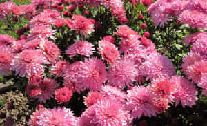 在明亮的陽光下，粉紅色菊花盛開，綠葉相伴。 — 粉色花朵 壁紙
