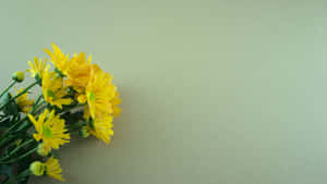 淡綠色背景上的黃色菊花，附有拷貝空間。 — 鼠尾草綠桌面 壁紙