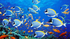 色彩繽紛的刺尾魚在清澈的藍色海水中游過珊瑚礁。 — 水族箱 壁紙