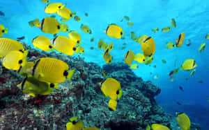 黃色蝴蝶魚在清澈的藍色海水中游過珊瑚礁。 — 珊瑚 壁紙