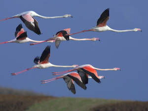 粉紅色的火鶴在藍天下編隊飛行。 — 火之翼 壁紙