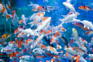 色彩繽紛的錦鯉在藍色水族箱中游動，氣泡升起。 — 水族箱 壁紙