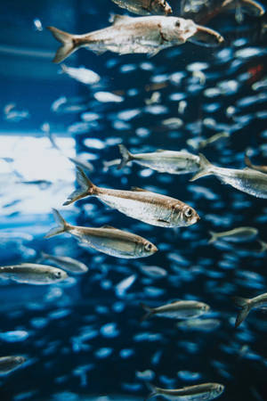 銀色魚在深藍色海水中游動，光線穿透其中。 — 魚 GIF 壁紙