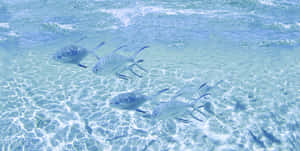 銀色魚兒在清澈的淺碧綠海水中游動，帶有陽光圖案。 — 海洋桌面 壁紙