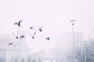 鳥兒在冬日薄霧中飛越積雪的城市建築。 — 平靜 GIF 壁紙
