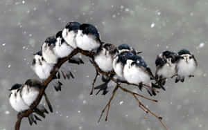 鳥兒擠在樹枝上，雪花飄落 — 可愛的雪 壁紙