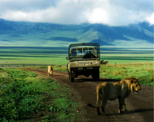 兩隻獅子站在草叢生的稀樹草原的泥路上，靠近一輛 safari 卡車。 — 坦尚尼亞 壁紙