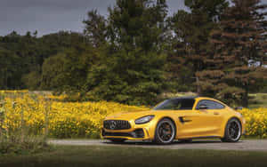 黃色 Mercedes-AMG GT 跑車停泊在黃色花田旁邊。 — Mercedes Benz C300 壁紙