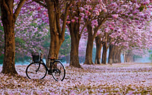 復古腳踏車停放在盛開的粉紅花樹下，地上有花瓣。 — 2560x1600 壁紙