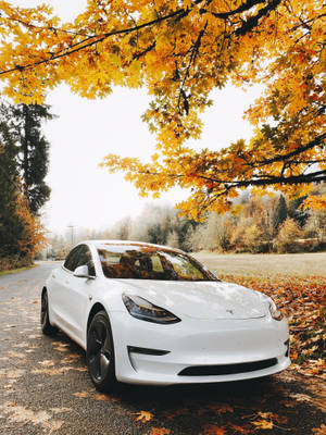 白色 Tesla Model 3 停泊在森林道路上，上方是金黃色的秋樹。 — 汽車 壁紙