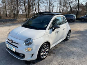 白色Fiat 500停在碎石停車場，後面有無葉的樹木。 — 飛雅特 壁紙