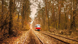 紅色電車在秋林中行駛，軌道上鋪滿金色落葉。 — 烏克蘭 壁紙