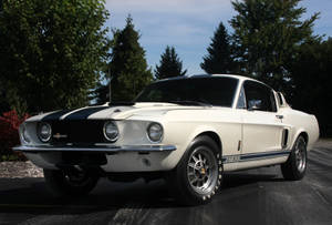 白色經典Shelby GT500 Mustang，帶有黑色條紋，在陽光明媚的日子停放在戶外。 — 白色 iPhone 壁紙