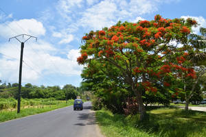 陽光明媚的日子裡，藍色汽車在鄉村道路上，盛開的紅花樹下 — 鄉村道路 壁紙