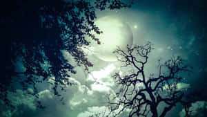月光照耀的夜空，由樹枝和雲朵框出 — 月亮與星星 壁紙