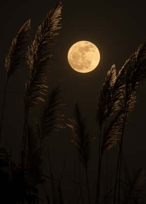 夜間高蘆葦後的滿月 — 月光 壁紙