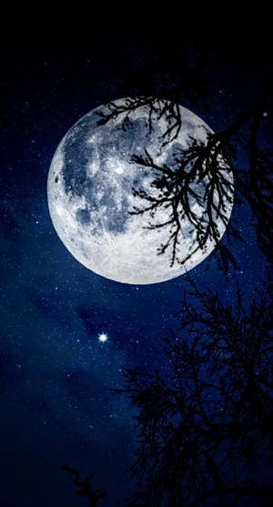 滿月在繁星點點的夜空下被樹枝環繞。 — 美學深藍 壁紙