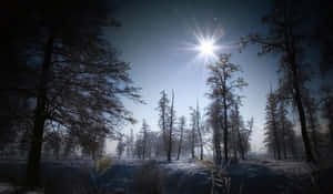 夜晚的雪林，在明亮的星爆月亮下，霜凍的樹木和霧氣。 — 冬季風景 壁紙