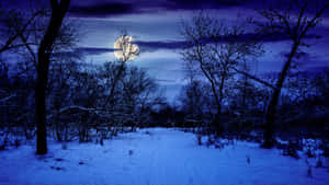 夜間雪林，滿月位於光禿樹木後方。 — 冬季風景 壁紙
