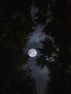 滿月被樹木剪影環繞，襯著多雲的夜空。 — Galaxy Z TriFold 壁紙