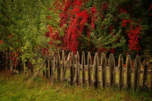 秋天的舊木柵欄，後面有紅色和綠色的葉子 — 秋天 壁紙